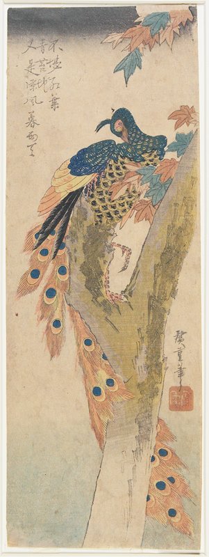 Peacock in a Maple Tree, Utagawa Hiroshige, 1830s