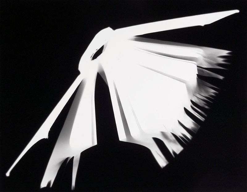 Gray's Anatomy, Alison Rossiter, 1999