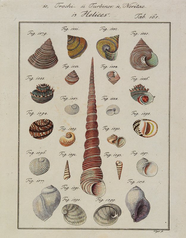 Trochi, Turbines, Neritae Helices, from Neues Systematisches Conchylien-Cabinet, Georg Vogel, 1784