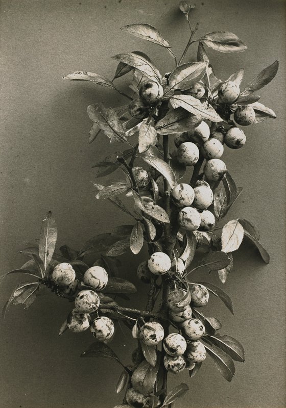 Sleedaarn Schlehe Fruchtzweig, Richard Tepe, 19th-20th century