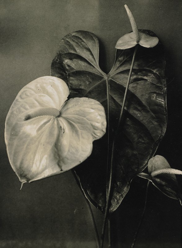 Anthurium, Richard Tepe, 19th-20th century