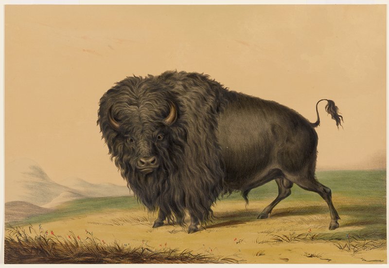 The American Buffalo, George Catlin, 1844