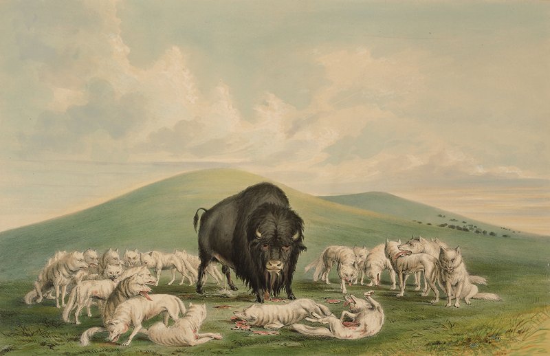 White Wolves Attacking a Buffalo Bull, George Catlin, 1844