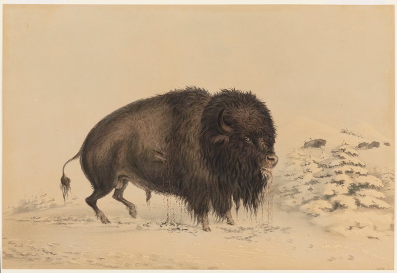 Wounded Buffalo Bull, George Catlin, 1844