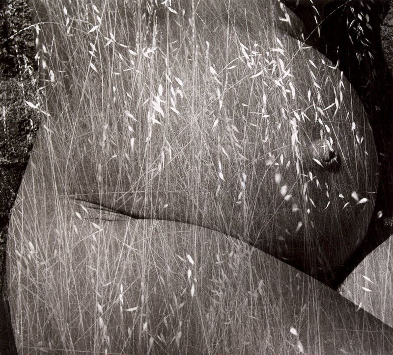 Harvest, Ruth Bernhard, 1953