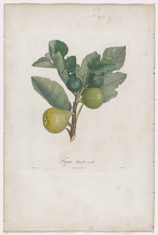 Figue blanche ronde, Michel Bouquet, 19th century
