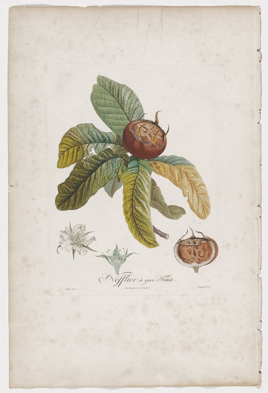 Nefflier à gros Fruit, Michel Bouquet, 19th century