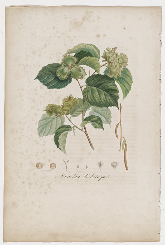Noisetier d'Amerique, Michel Bouquet, 19th century
