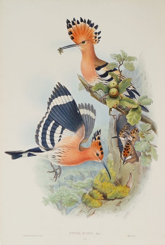 Upupa Epops, Adam B. Walter, 1862–73 ?