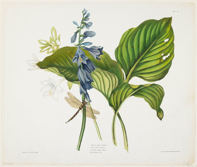 Hemerocallis caerulea (Common Hosta), Priscilla Susan Bury, 1831–34