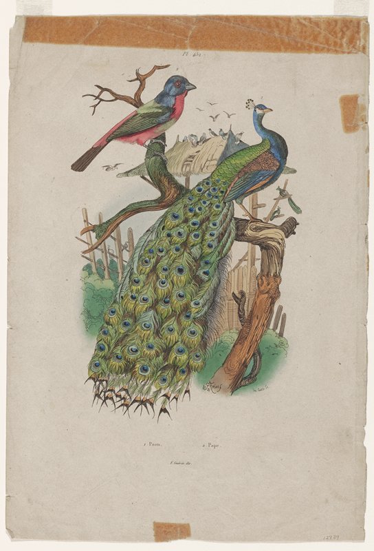 Paon, Pape, Mabel L. Ducasse, 20th century
