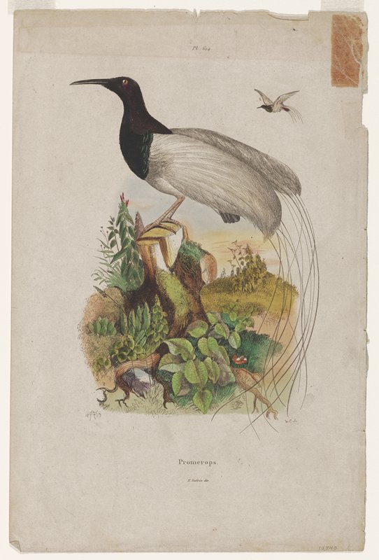 Promerops, Mabel L. Ducasse, 20th century