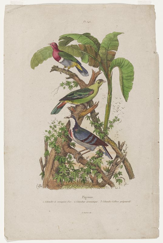 Pigeons, Mabel L. Ducasse, 20th century