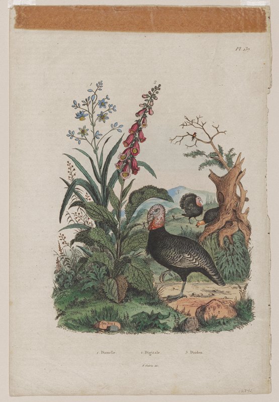 Dianelle, Digitale, Dindon, Mabel L. Ducasse, 20th century