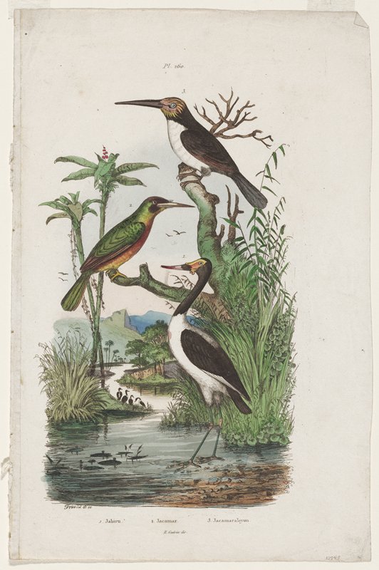 Jabiru, Jacamar, Jacamaralcyon, Mabel L. Ducasse, 20th century