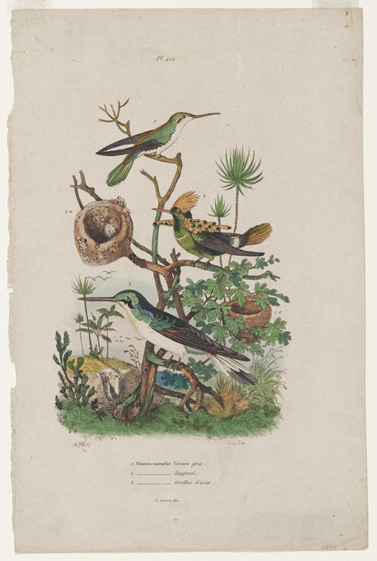 Oiseau - mouche, Mabel L. Ducasse, 20th century