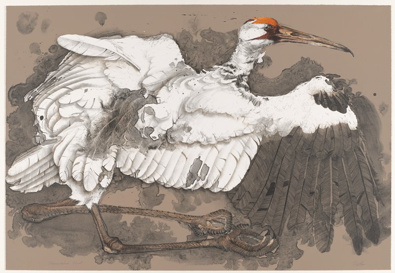 Grus Americana I, Paul Pletka, 1978