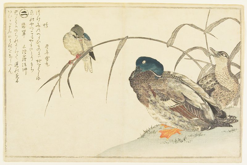 Mallards and a Kingfisher, Kitagawa Utamaro, 1790