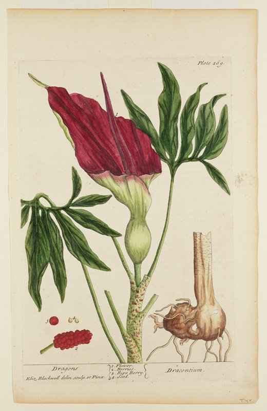 Dragons, Elizabeth Blackwell, 1737