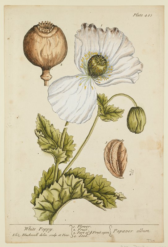 White Poppy, Elizabeth Blackwell, 1737