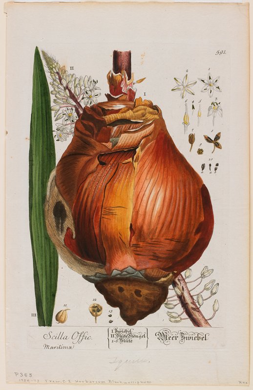 Scilla Offic, Elizabeth Blackwell, 1757–73