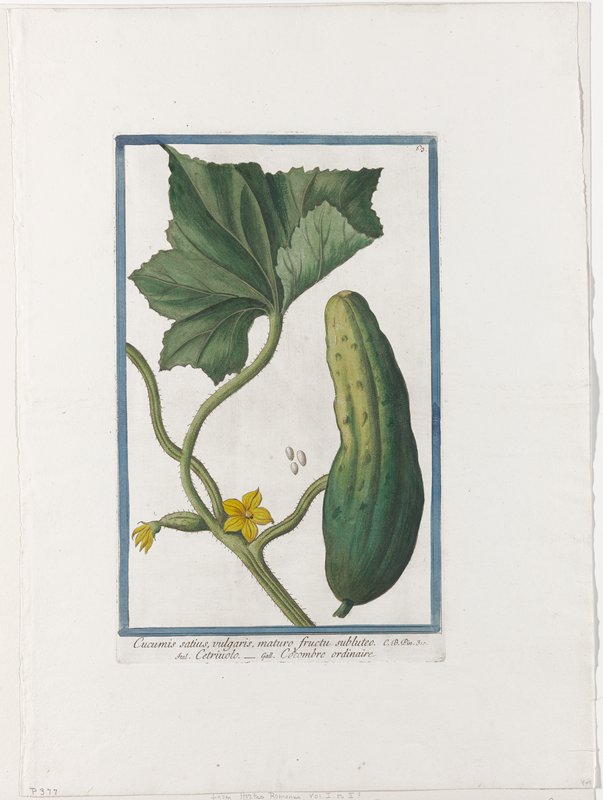 Vegetable Print, from Hortus Romanus, Vol. I or II?, Giorgio Bonelli, 1772–93
