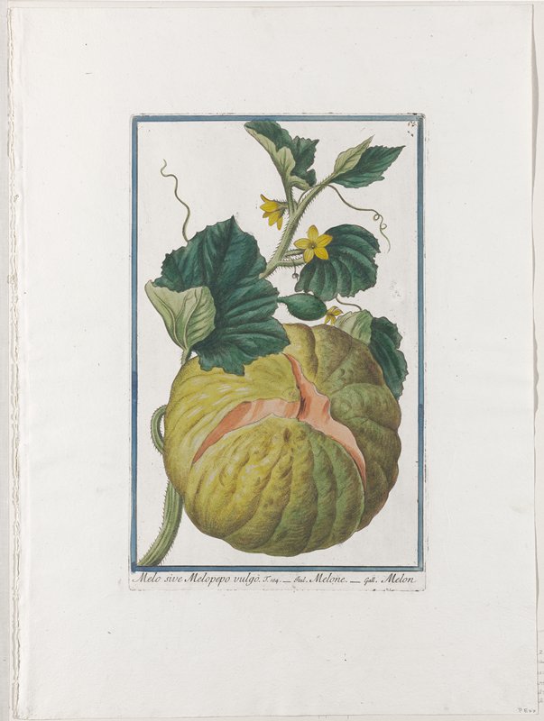 Vegetable Print, from Hortus Romanus, Vol. I or II?, Giorgio Bonelli, 1772–93