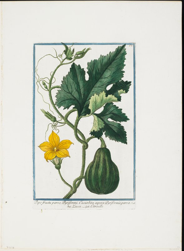 Vegetable Print, from Hortus Romanus, Vol. I or II?, Giorgio Bonelli, 1772–93