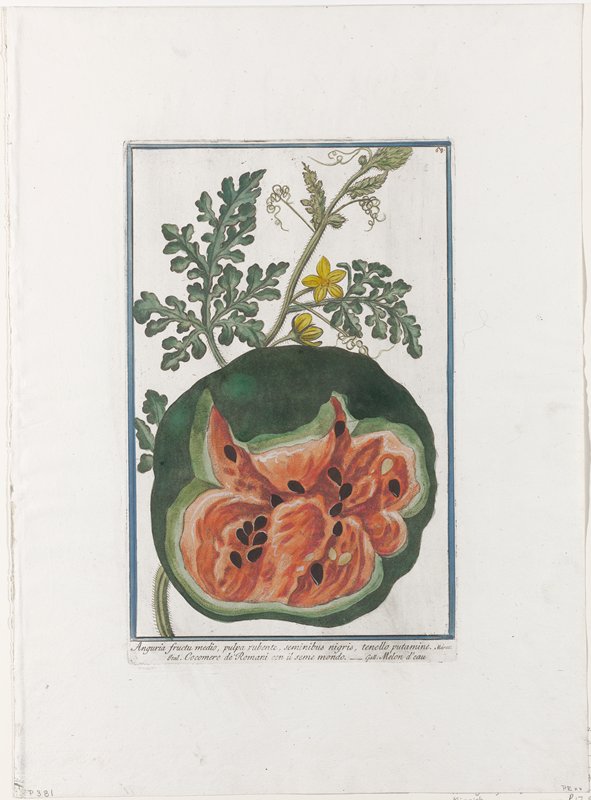 Fruit Print, from Hortus Romanus, Vol. I or II?, Giorgio Bonelli, 1772–93