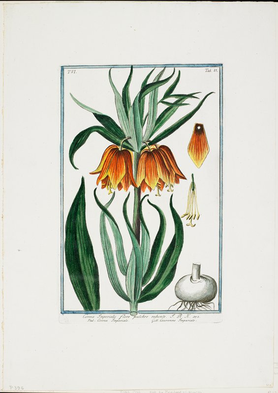 Flower Print, from Hortus Romanus, Vol. VI, Giorgio Bonelli, 1780