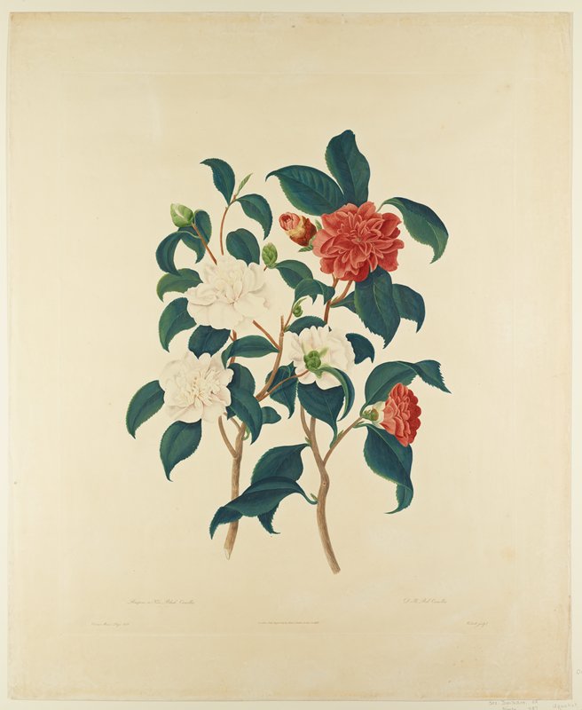Pompone or Kew Blush Camellia. Double Red Camellia., Clara Maria Pope, 1819