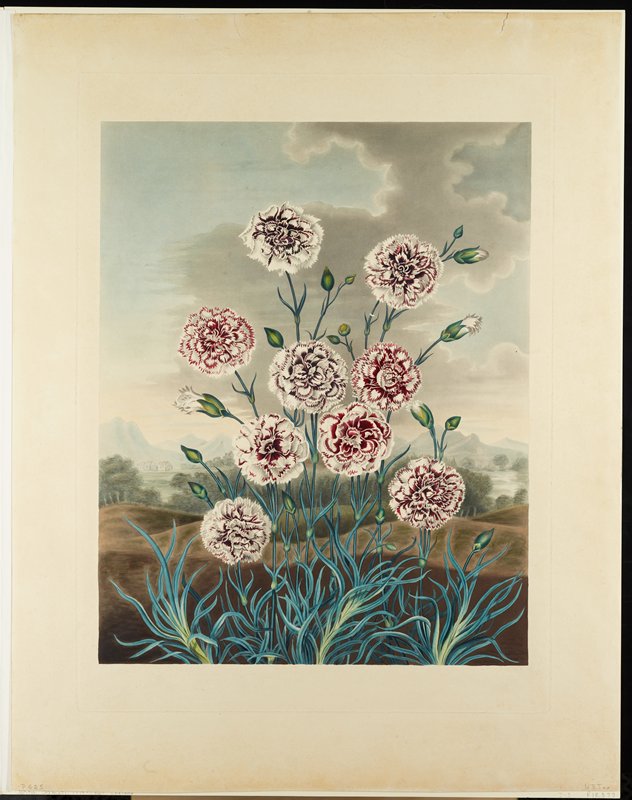 Carnations, Clara Maria Pope, 1806–20