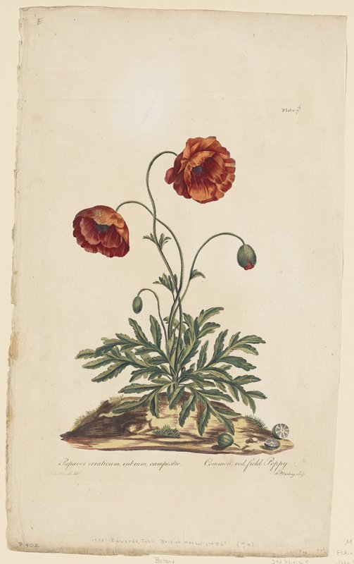 Common, Red Field Poppy, John Edwards, 1775