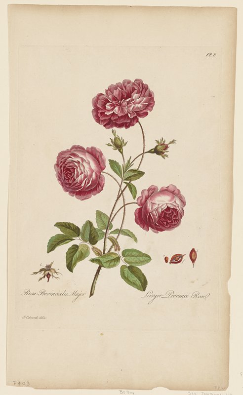 Larger Provence Rose, John Edwards, 1770 or 1775