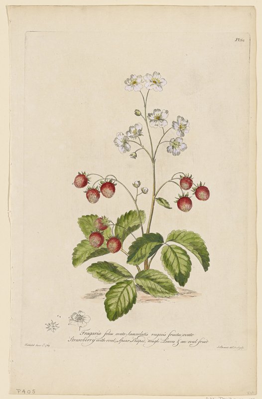 Strawberry with Oval, Spear-Shaped Rough Leaves & an Oval Fruit, John Edwards, 1769