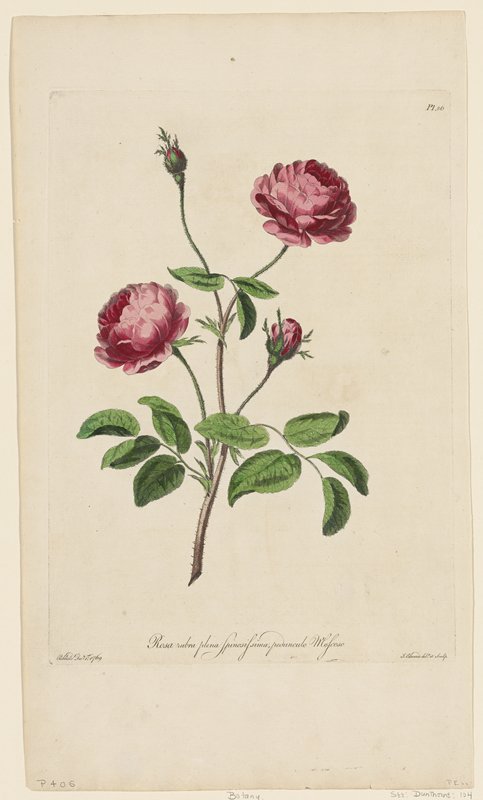 Rosa rubra plena Spinosissima, peounculo Moscoso, John Edwards, 1769