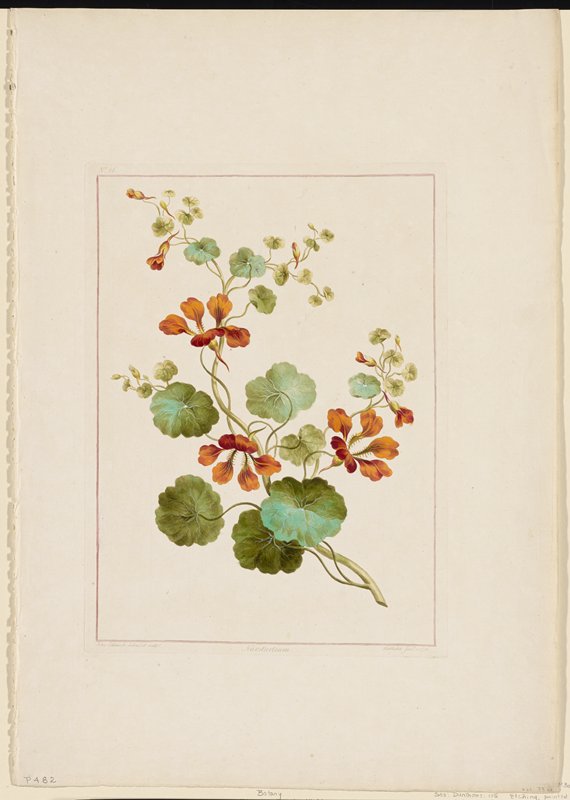Flower Print No. 26, Nasturtium, John Edwards, January 1788