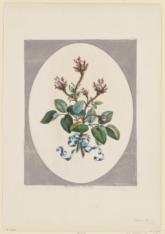 Flower Print No. 32, Moss Province Rose Buds, John Edwards, June 24, 1788