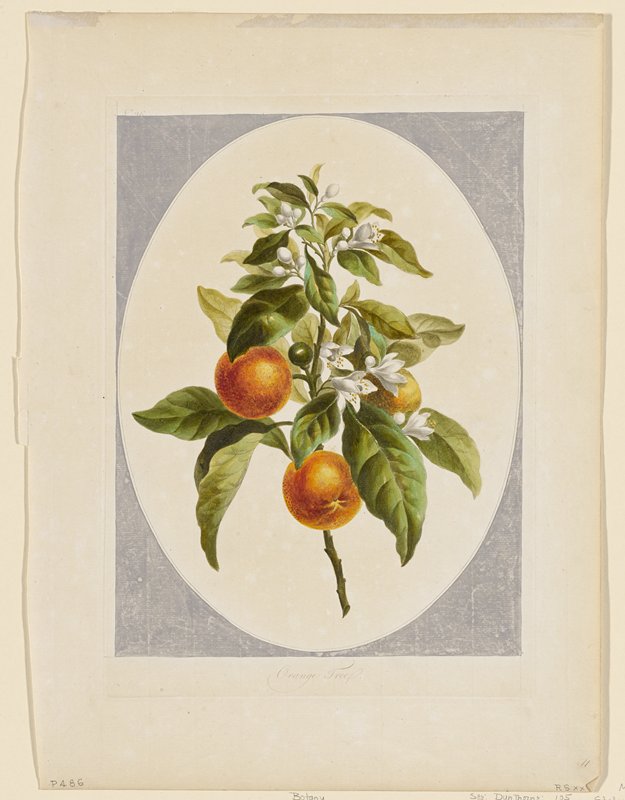 Orange Tree, John Edwards, December 24, 1789