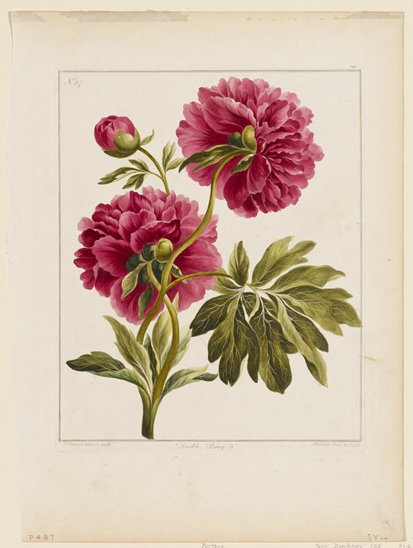 Double Peony, John Edwards, June 24, 1789