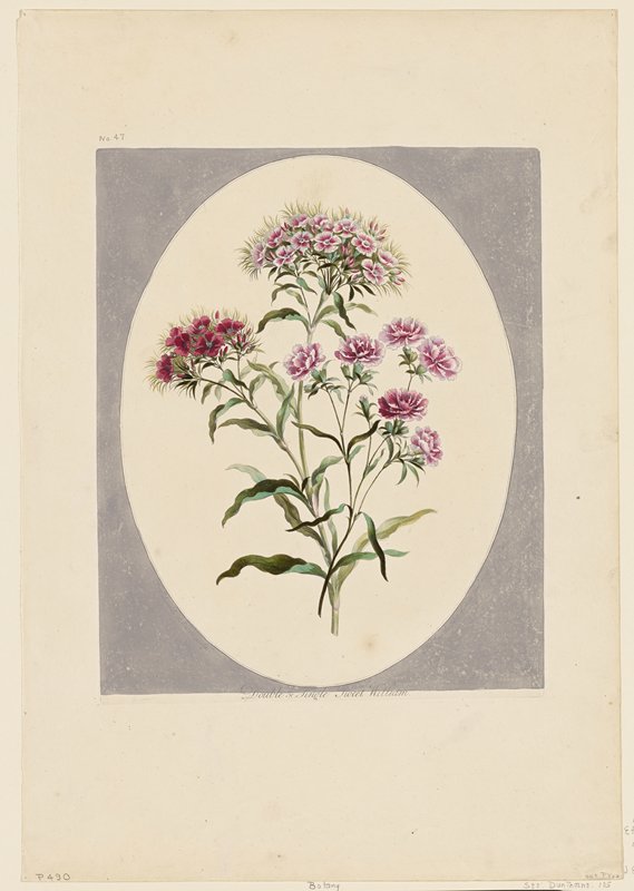 Double & Single Sweet William, John Edwards, January 1, 1791