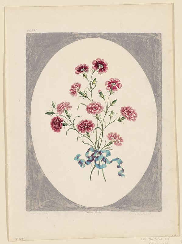 India Pinks, John Edwards, January 3 (?), 1793