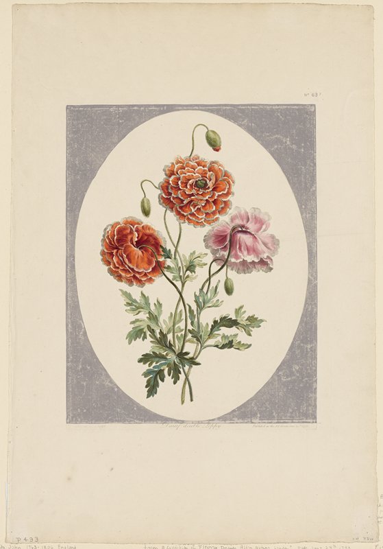 Dwarf Double Poppy, No. 63?, John Edwards, June 24, 1793