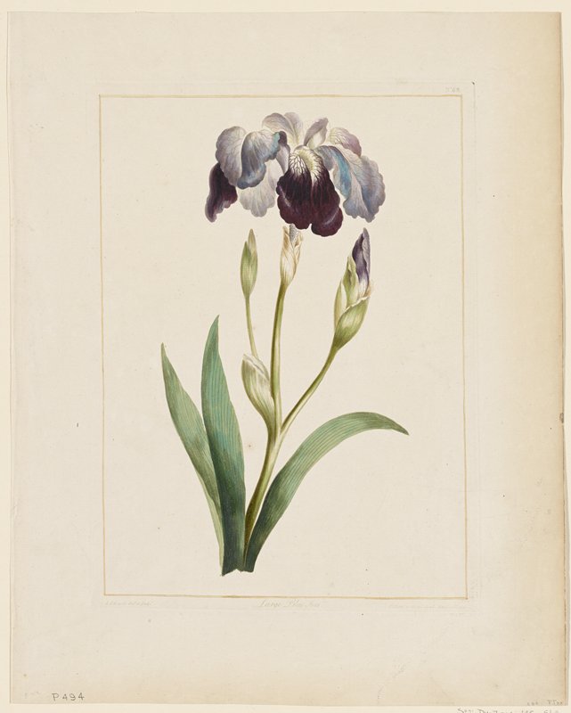 Large Blue Iris, No. 68, John Edwards, 18th century