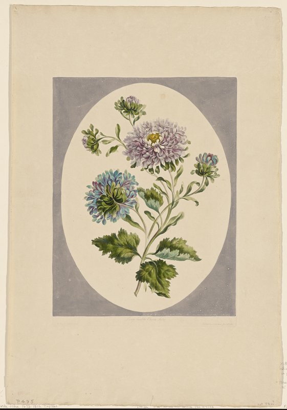 Large Double-China Aster, John Edwards, January 2, 1793