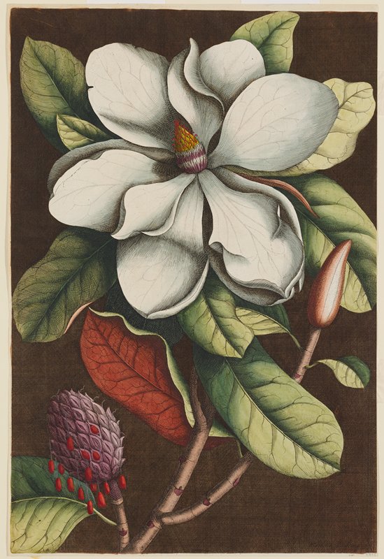 Magnolia grandiflora (The Laurel Tree of Carolina), Georg Dionysius Ehret, c. 1743 (3rd ed. 1771)