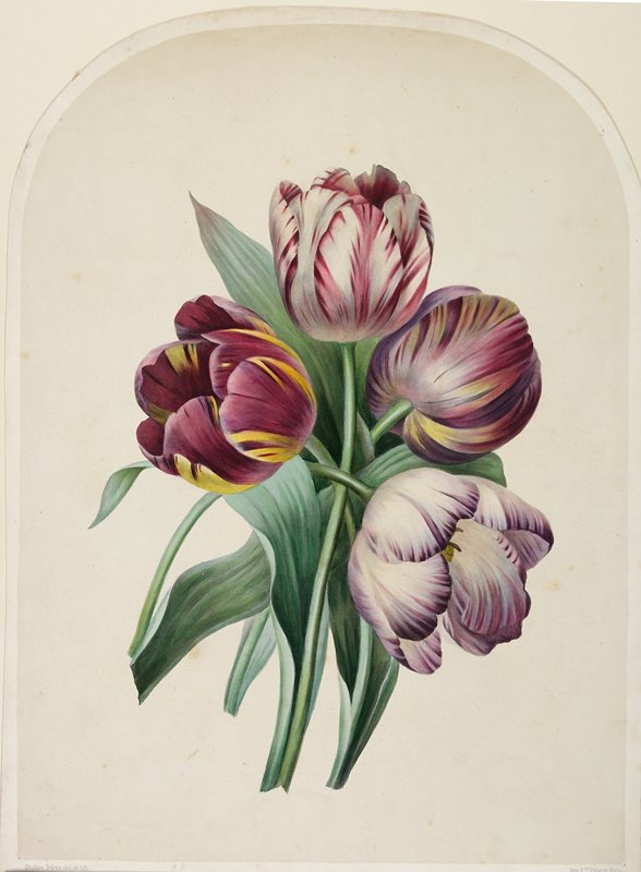 Tulips, Eugène Anthelme Grobon, c. 1815–54