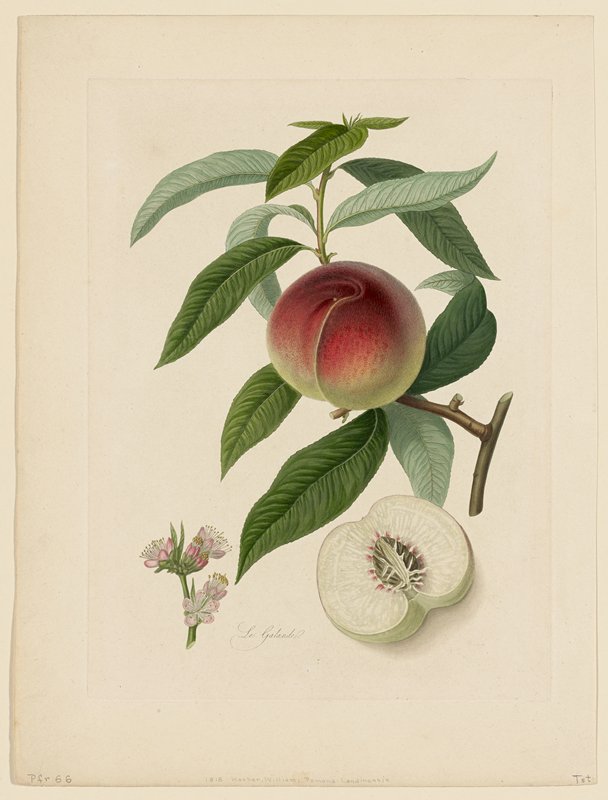 La Galande (Peach) from Pomona Londinensis, William Hooker, 19th century