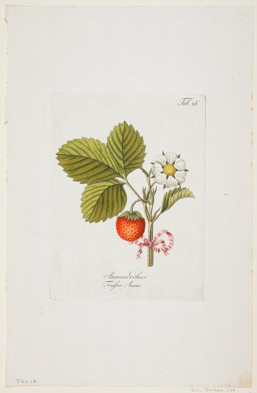 Ananaserobeer from Pomona Austriaca, ..., Johann Kraft, 1787–96