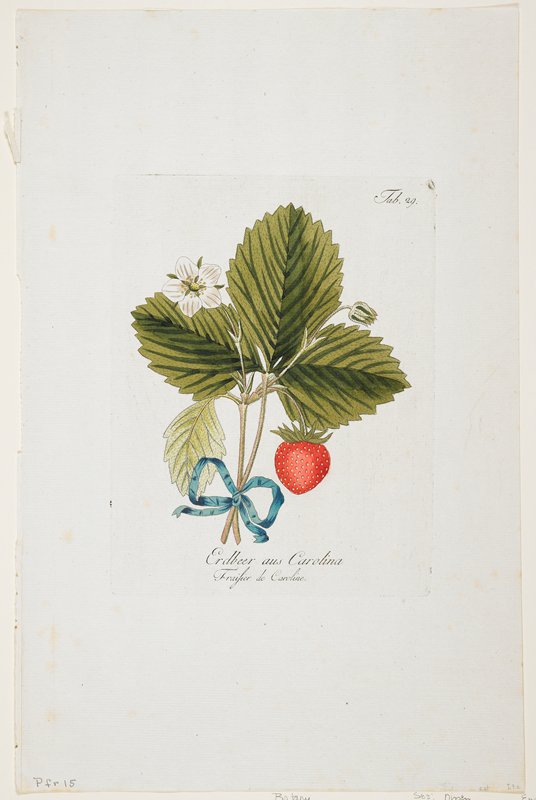 Erdbeer aus Carolina from Pomona Austriaca, ..., Johann Kraft, 1787–96